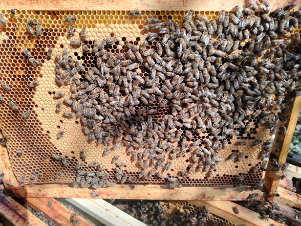 Abeilles dans la ruche