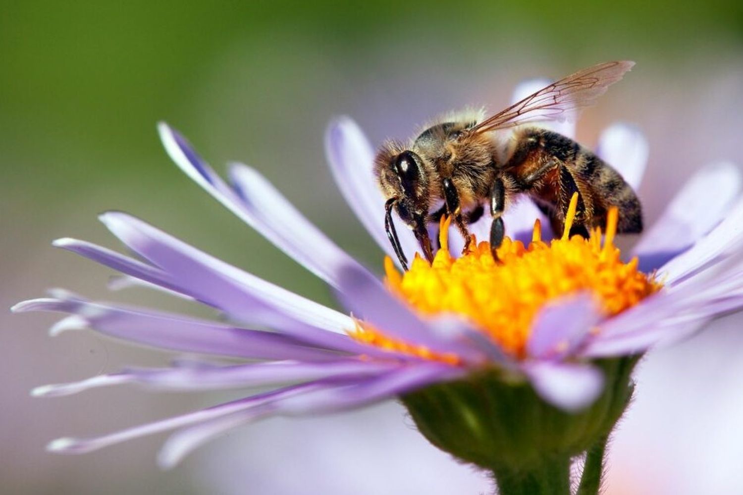 Abeille butinant une fleur